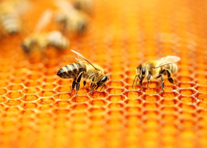 kostbare Bienenprodukte kostbare Bienenprodukte