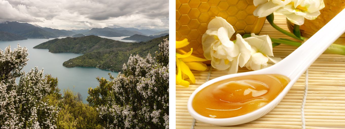 Manuka-Honig für Ihr Wohlbefinden Manuka-Honig für Ihr Wohlbefinden