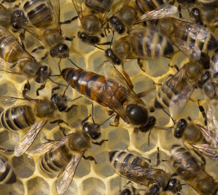 غذاء ملكات النحل - لا يخلو من الجدل في العلاج بالنبق