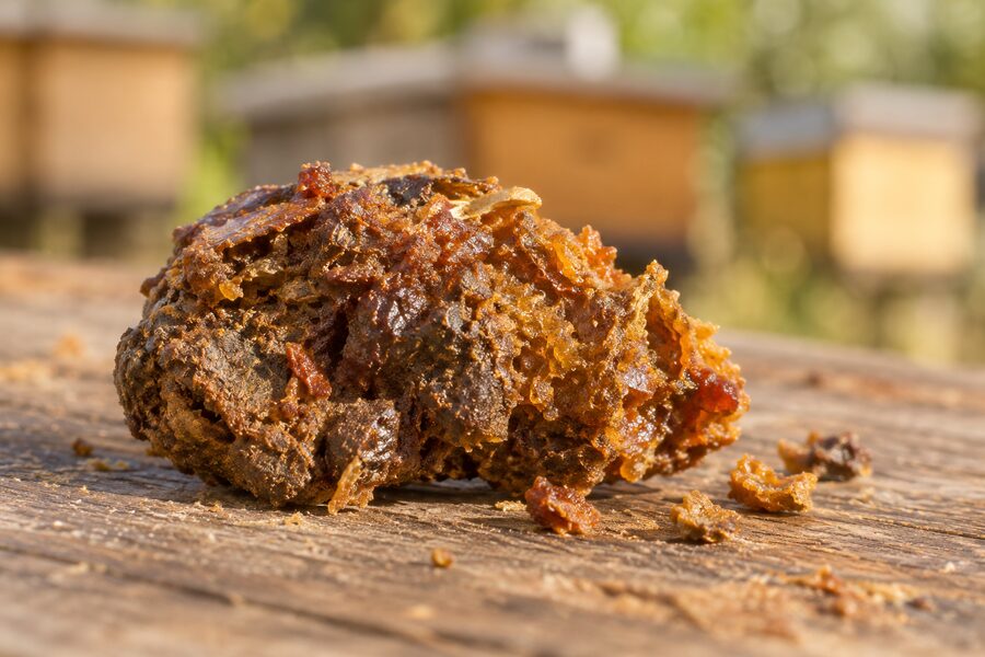 Gesammelte rohe Propolis als brauner harziger Klumpen auf einem Holztisch