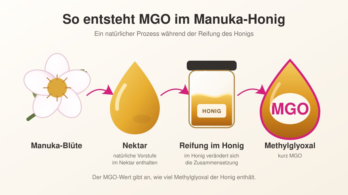 Grafik zur Entstehung von MGO aus einer natürlichen Vorstufe im Nektar der Manuka-Blüte